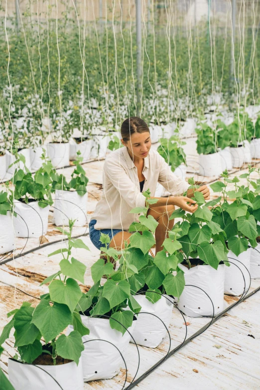 a woman tending to plants in a greenhouse, big pods, lined in cotton, sydney hanson, sustainability