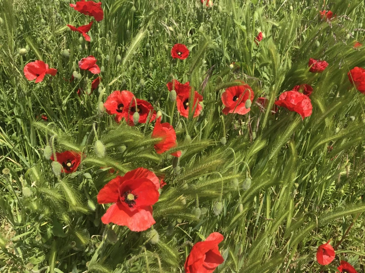 a field filled with lots of red flowers, by Emma Andijewska, hurufiyya, 👰 🏇 ❌ 🍃, wwi, ready to eat, avatar image