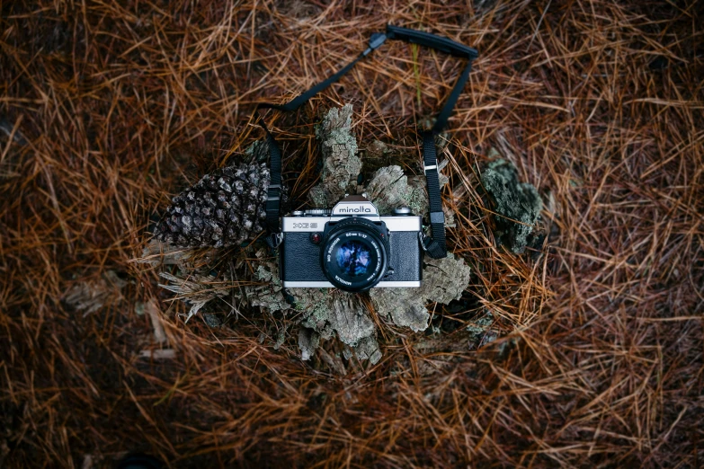 a camera sitting on top of a tree stump, by Jesper Knudsen, hasselblad photography, amongst foliage, adventuring, high angle camera