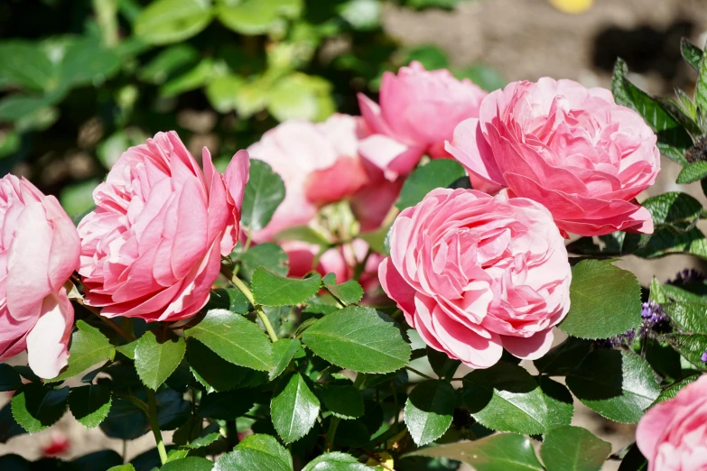 a group of pink roses growing in a garden, the empress’ swirling gardens, covered with pink marzipan, sunlit, youtube thumbnail