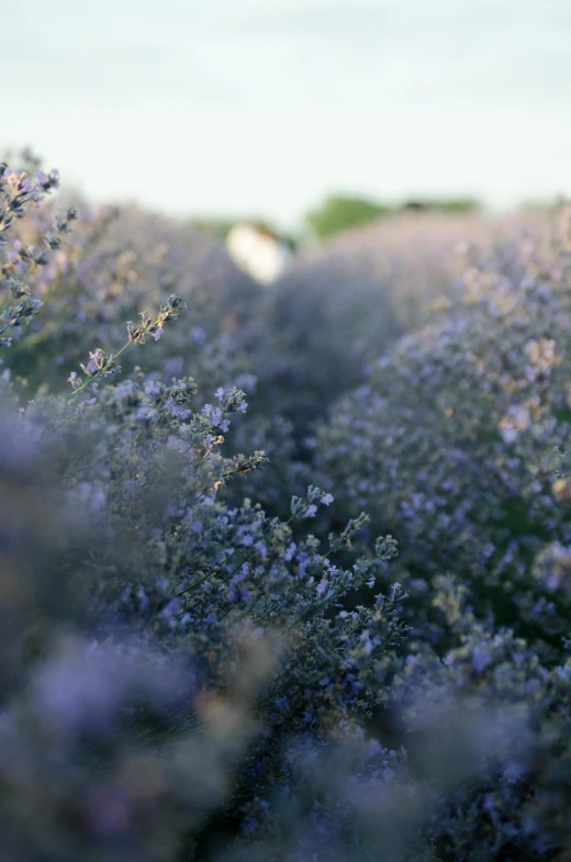 a field filled with lots of purple flowers, a picture, unsplash, romanticism, blue gray, low detail, thick bushes, mint