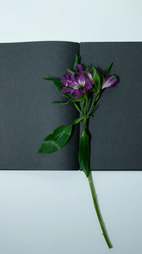 a purple flower sitting on top of an open book, inspired by Robert Mapplethorpe, unsplash, on a gray background, high quality photo, cardboard, high angle shot