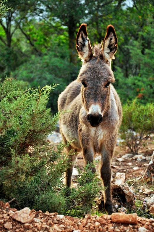 a donkey that is standing in the dirt, ibiza, looking majestic in forest, slide show, featured