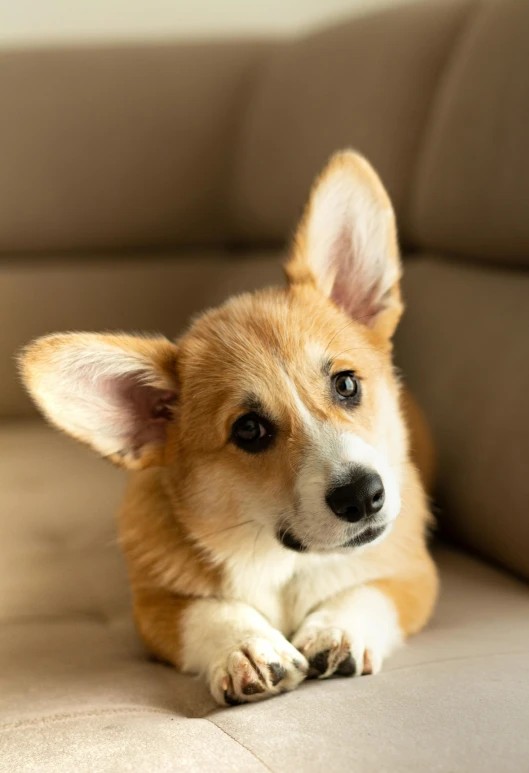 a brown and white dog laying on a couch, a portrait, trending on pexels, corgi, ears are listening, a blond, kai'sa