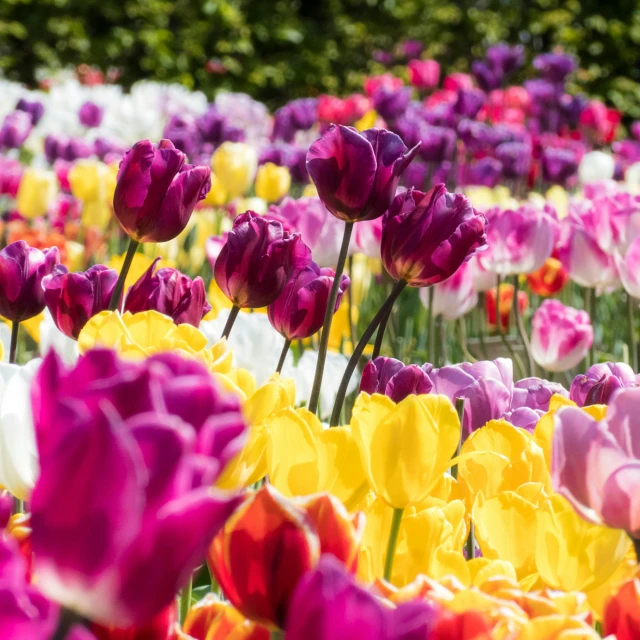 a field of purple, yellow and red tulips, pexels, vibrant foliage, instagram post, highly ornamental, pink yellow flowers