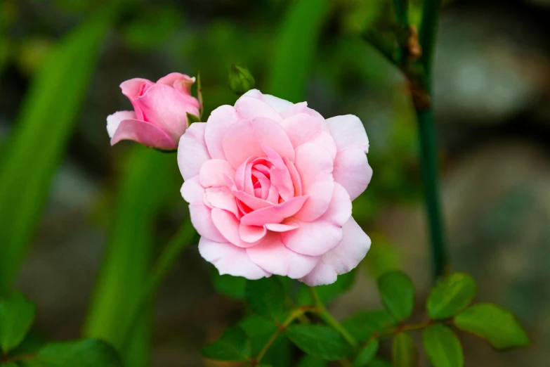 a pink rose is blooming in a garden, by Gwen Barnard, unsplash, fan favorite, slide show, high resolution, petite