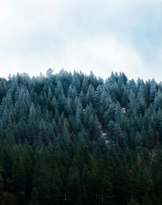 a herd of cattle grazing on top of a lush green field, inspired by Elsa Bleda, unsplash contest winner, scary pines, winter snow, 🌲🌌, blue and grey