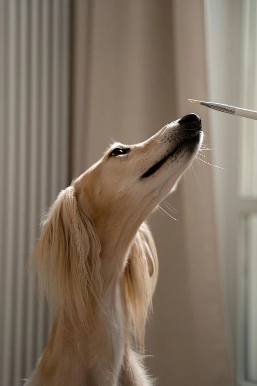 a dog that is standing in front of a window, holding a syringe, long nose, flying hair, close - up photograph