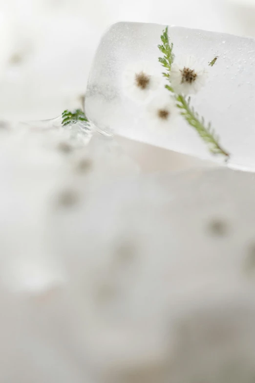 a close up of a piece of ice with a plant growing out of it, a macro photograph, by Alison Geissler, conceptual art, made of silk paper, gypsophila, fern, white ribbon
