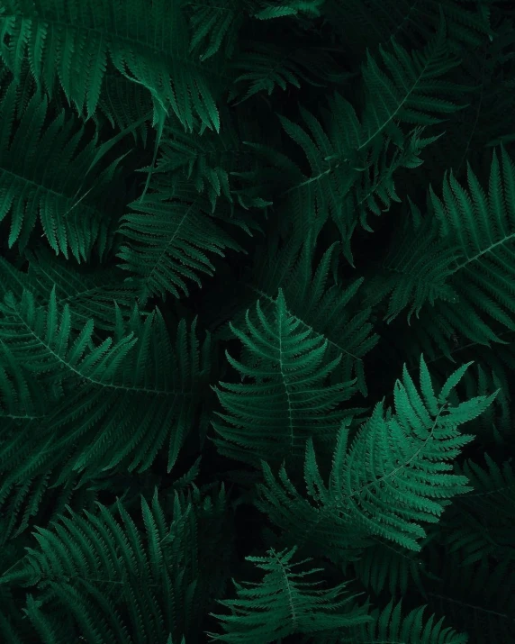 green fern leaves on a black background, an album cover, inspired by Elsa Bleda, unsplash contest winner, 🦑 design, 8k octan photo, multiple stories, a high angle shot