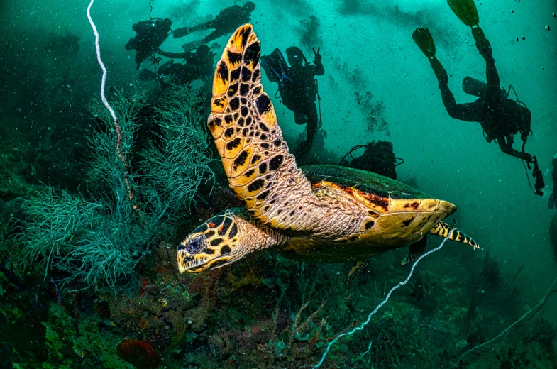 a turtle that is swimming in the water, a photo, by Peter Churcher, pexels contest winner, scuba diving, detailed color scan”, thumbnail, various posed