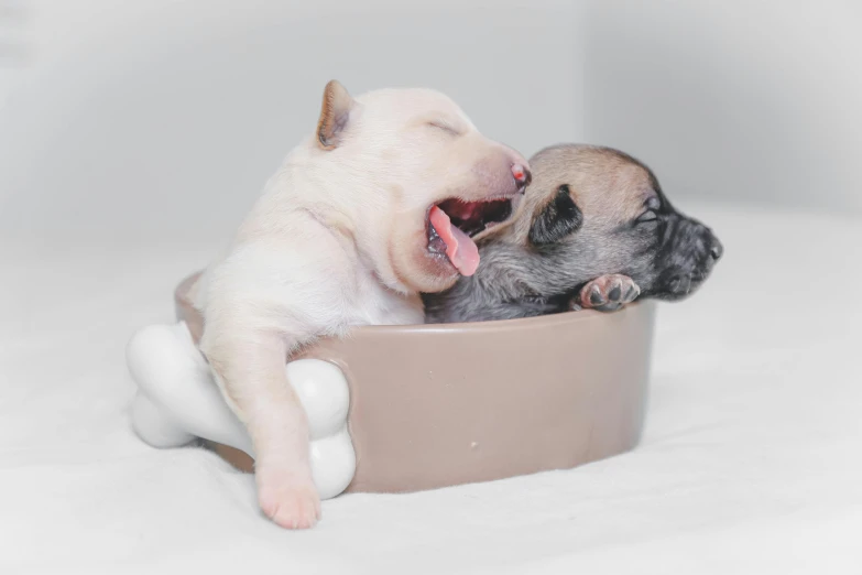 two puppies playing with each other in a bowl, pexels contest winner, minimalism, snoring, thumbnail, high definition image