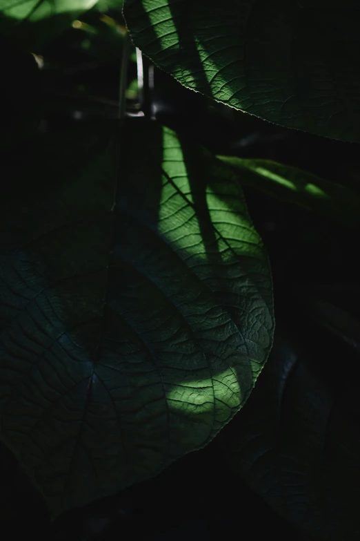 a close up of a plant with green leaves, inspired by Elsa Bleda, unsplash contest winner, hurufiyya, intense shadows, dark and ethereal, glowing veins, taken with sony alpha 9