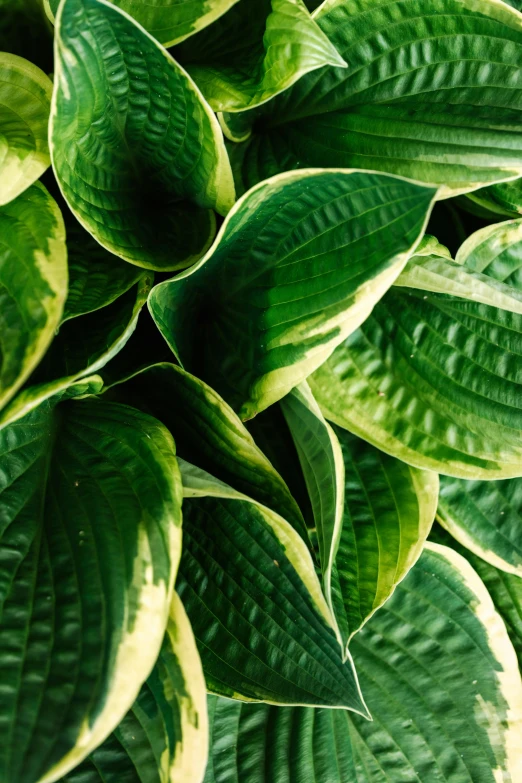 a close up of a plant with green leaves, award-winning crisp details”, multiple layers, award - winning crisp details ”