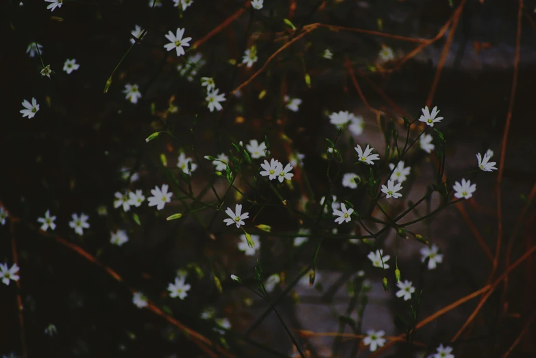 a bunch of white flowers sitting on top of a tree, inspired by Elsa Bleda, unsplash, cozy night fireflies, chamomile, dark brown white green colours, instagram picture