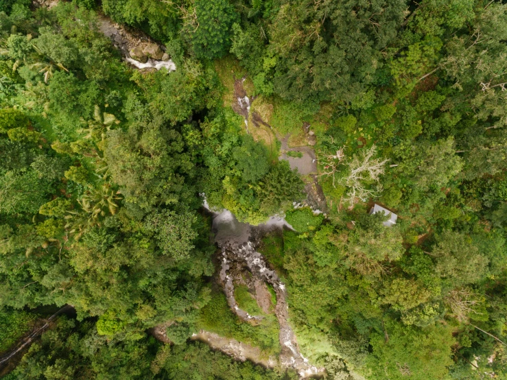 a river running through a lush green forest, a portrait, by Daniel Lieske, pexels, sumatraism, birds eye overhead perspective, avatar image, video footage, 4k/8k