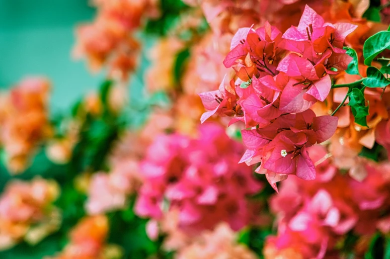 a close up of a bunch of pink flowers, by Carey Morris, pexels contest winner, bougainvillea, warm coloured, multicoloured, instagram post