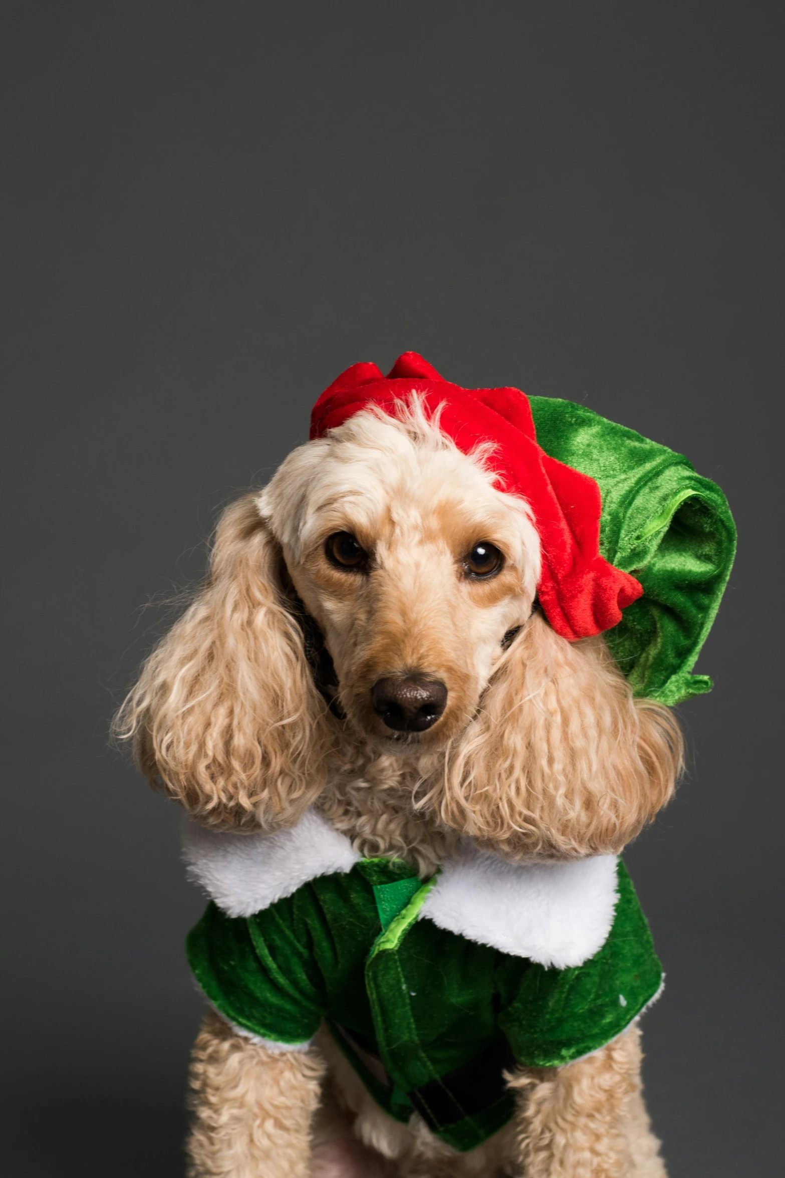 a small dog wearing a green and red outfit, a portrait, by Bernie D’Andrea, shutterstock contest winner, renaissance, on grey background, santa, 15081959 21121991 01012000 4k, long curly fur