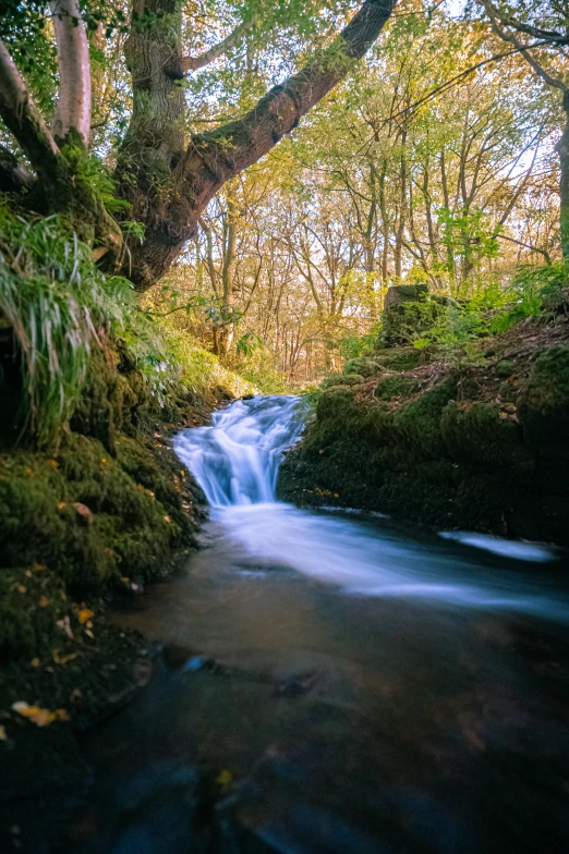 a stream running through a lush green forest, a picture, by Andrew Allan, unsplash contest winner, pembrokeshire, magma cascades, medium format. soft light, wide wide angle