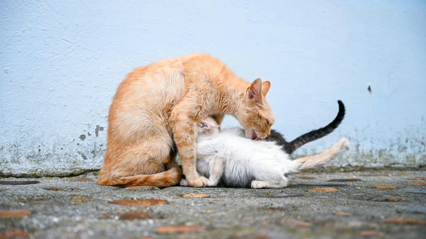 a couple of cats that are playing with each other, by Julia Pishtar, pexels contest winner, white and orange, nursing, beautiful picture of stray, fatherly