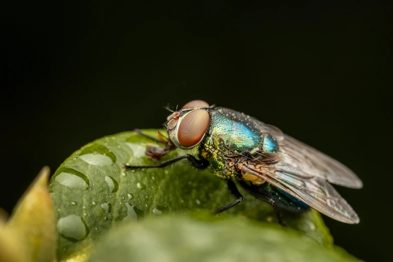 a close up of a fly on a leaf, by Jan Rustem, pexels contest winner, hurufiyya, avatar image, full of greenish liquid, male with halo, just after rain