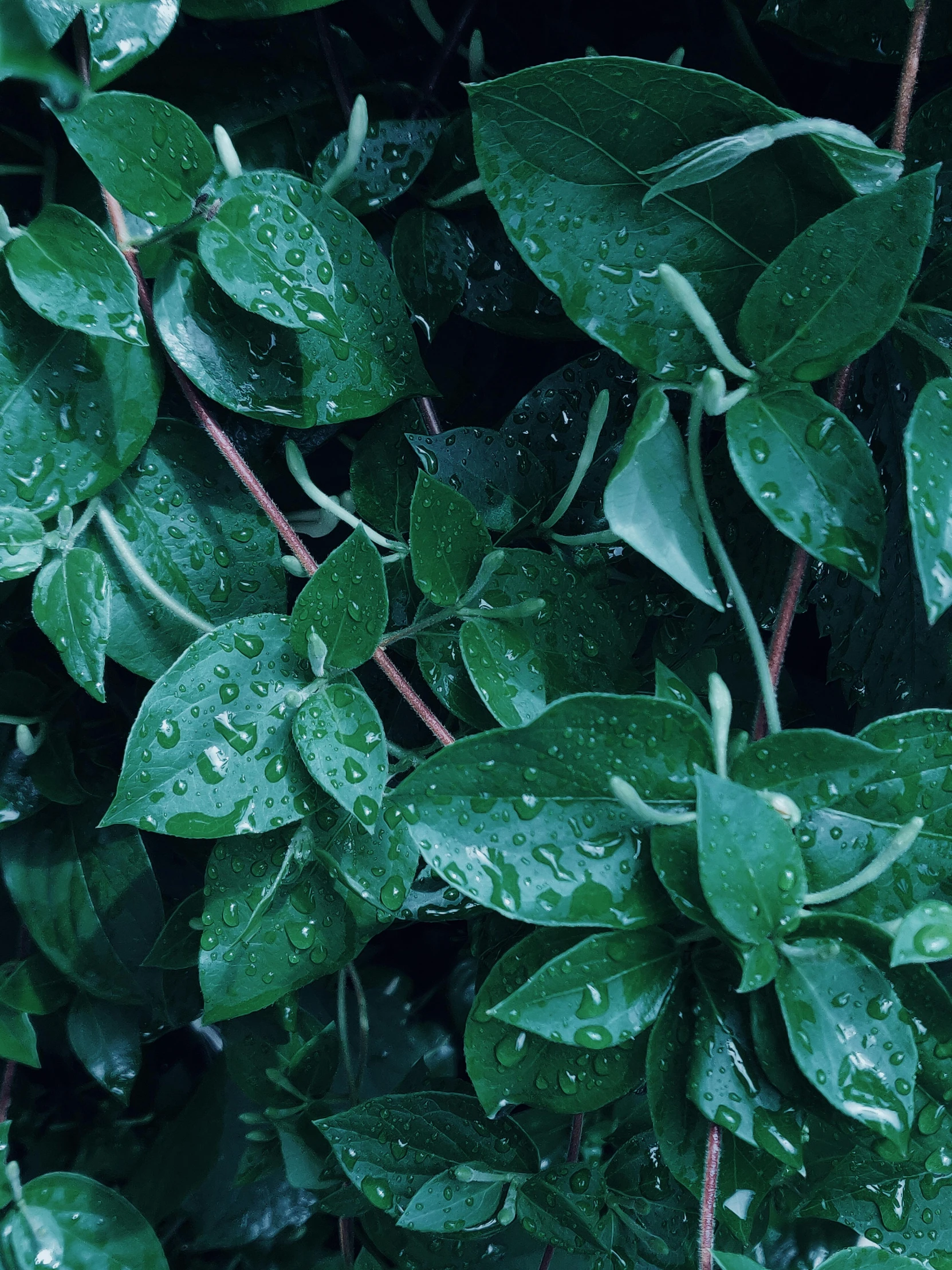 a close up of a plant with water droplets on it, inspired by Elsa Bleda, unsplash, photorealism, hedges, jade green, promo image, honeysuckle