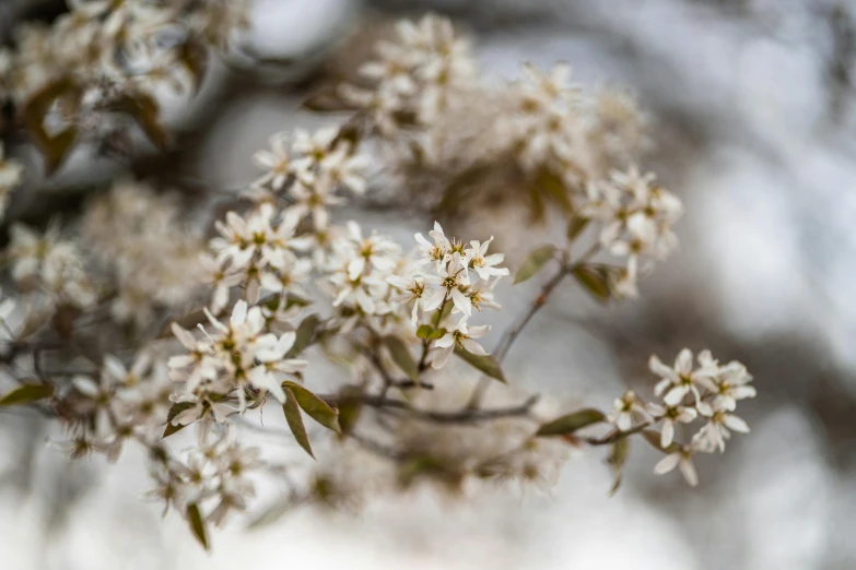 a bunch of white flowers sitting on top of a tree, a picture, inspired by Edwin Dickinson, trending on unsplash, australian tonalism, winter season, taken with sony alpha 9, clematis like stars in the sky, cherry trees