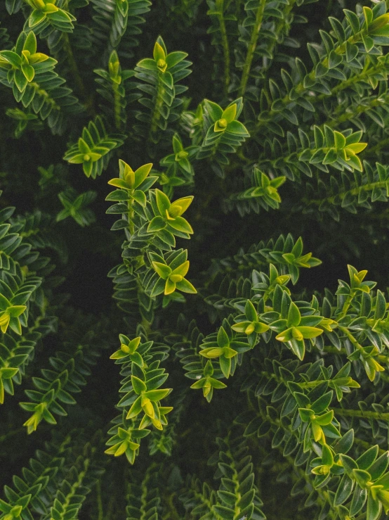 a close up of a plant with green leaves, trending on pexels, green and yellow, a high angle shot, slightly pixelated, today\'s featured photograph 4k