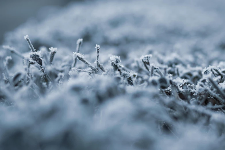 a field of grass covered in frost, a macro photograph, pexels contest winner, blue and gray colors, unsplash photography, snow field, instagram post