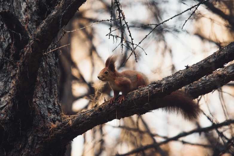 a squirrel sitting on top of a tree branch, a photo, by Adam Marczyński, pexels contest winner, renaissance, 🦩🪐🐞👩🏻🦳, the forest is on fire, julia gorokhova, a cozy