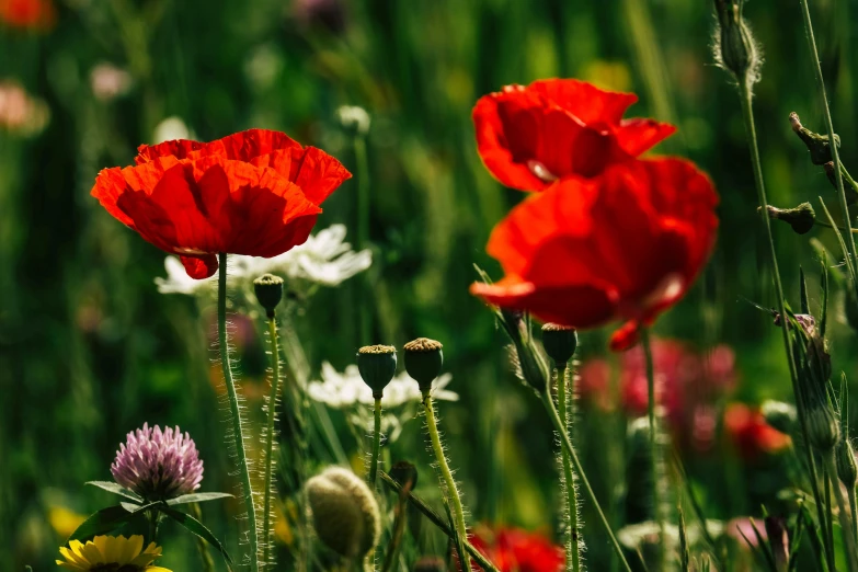 a field full of red and white flowers, by Adam Marczyński, pexels contest winner, renaissance, green bright red, poppy, youtube thumbnail, from the side