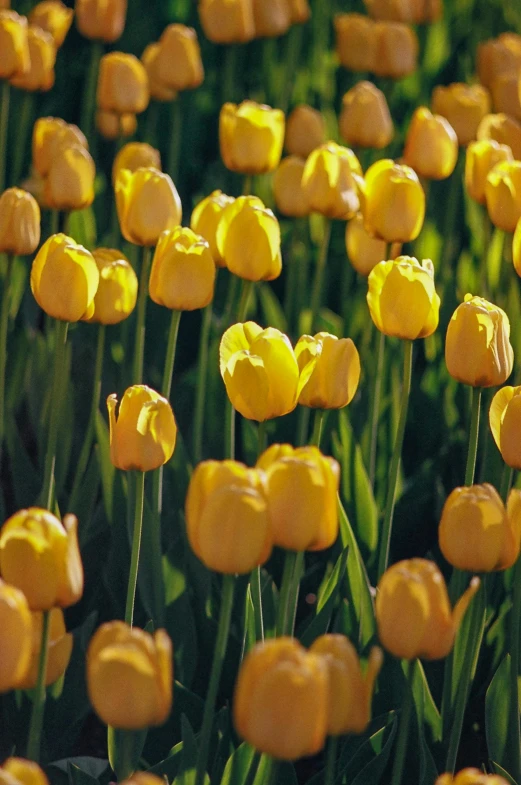 a field of yellow tulips on a sunny day, by David Simpson, softly lit, boston, lightweight, gold