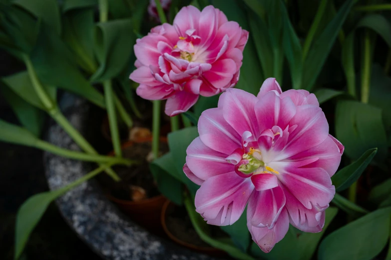 a close up of two pink flowers in a pot, unsplash, tulip, botanic garden, a high angle shot, predawn