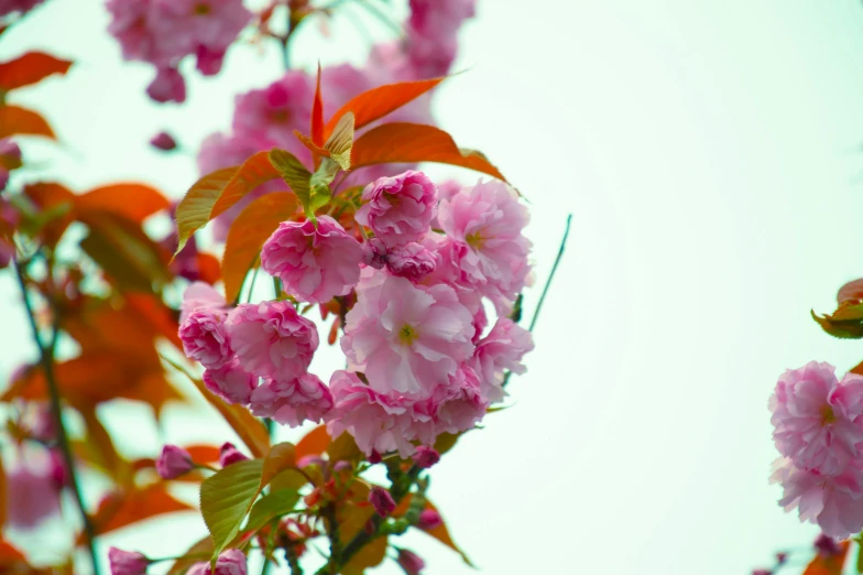 a close up of some pink flowers on a tree, inspired by Miyagawa Chōshun, unsplash, with a white background, pink and orange, david hardy, lush garden leaves and flowers