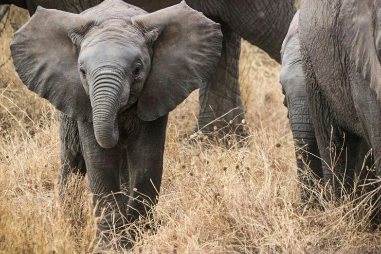 a herd of elephants standing on top of a dry grass covered field, up close, hatched pointed ears, laura zalenga, fan favorite