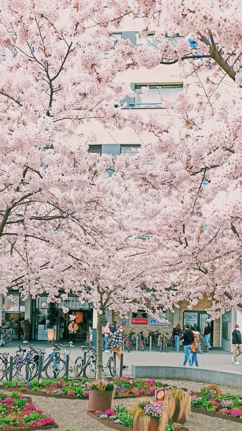 a park filled with lots of pink flowers next to a tall building, an album cover, by Niko Henrichon, trending on unsplash, sōsaku hanga, cherry-blossom-tree, 🎀 🧟 🍓 🧚, streetscape, instagram story