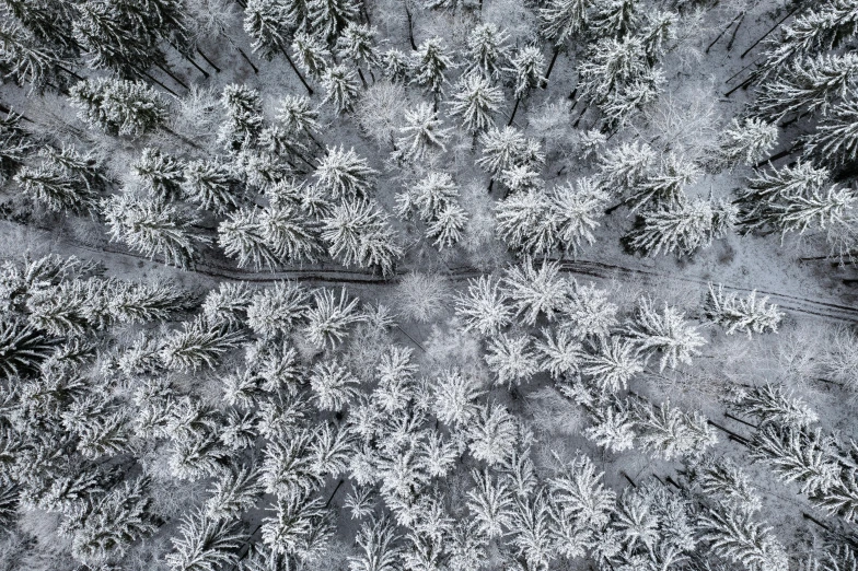 an aerial view of trees covered in snow, by Adam Marczyński, looking downwards, amidst of nature fully covered, connectivity, ice needles