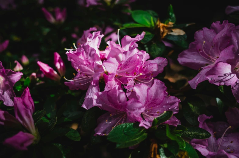 a close up of a bunch of purple flowers, a photo, trending on unsplash, fan favorite, pink and green, just after rain, myrtle