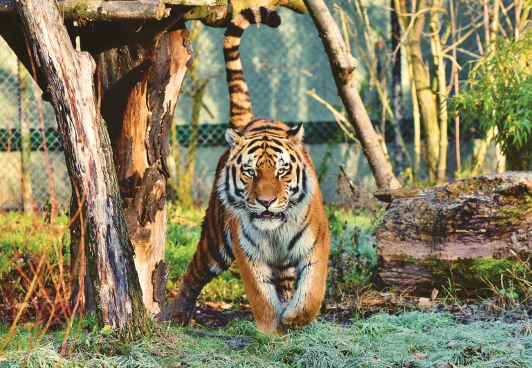 a tiger that is walking around in the grass, pexels, waving at the camera, a wooden, cosy, molten