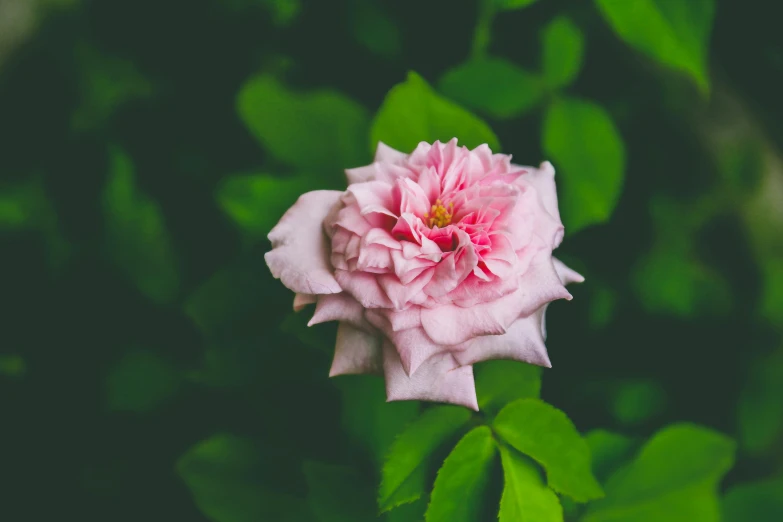 a pink flower with green leaves in the background, unsplash, renaissance, single body, various posed, from the front, well built