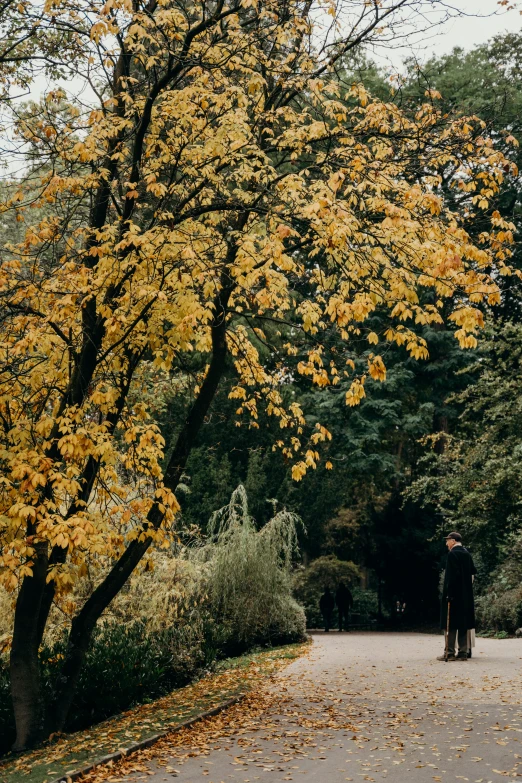 a person walking down a tree lined road, gold and black color scheme, botanic garden, man standing, autumnal