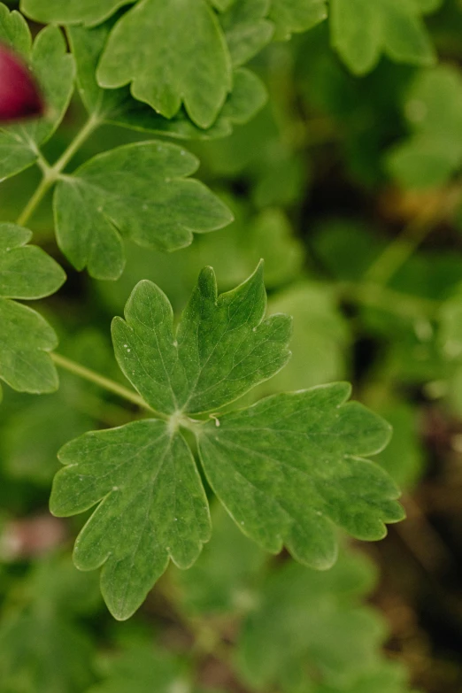 a close up of a plant with green leaves, servando lupini, muted green, hexagonal shaped, anemone