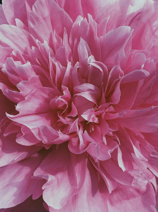 a close up of a large pink flower, by Carey Morris, hyperrealism, edward steichen, ((pink)), ruan jian, full