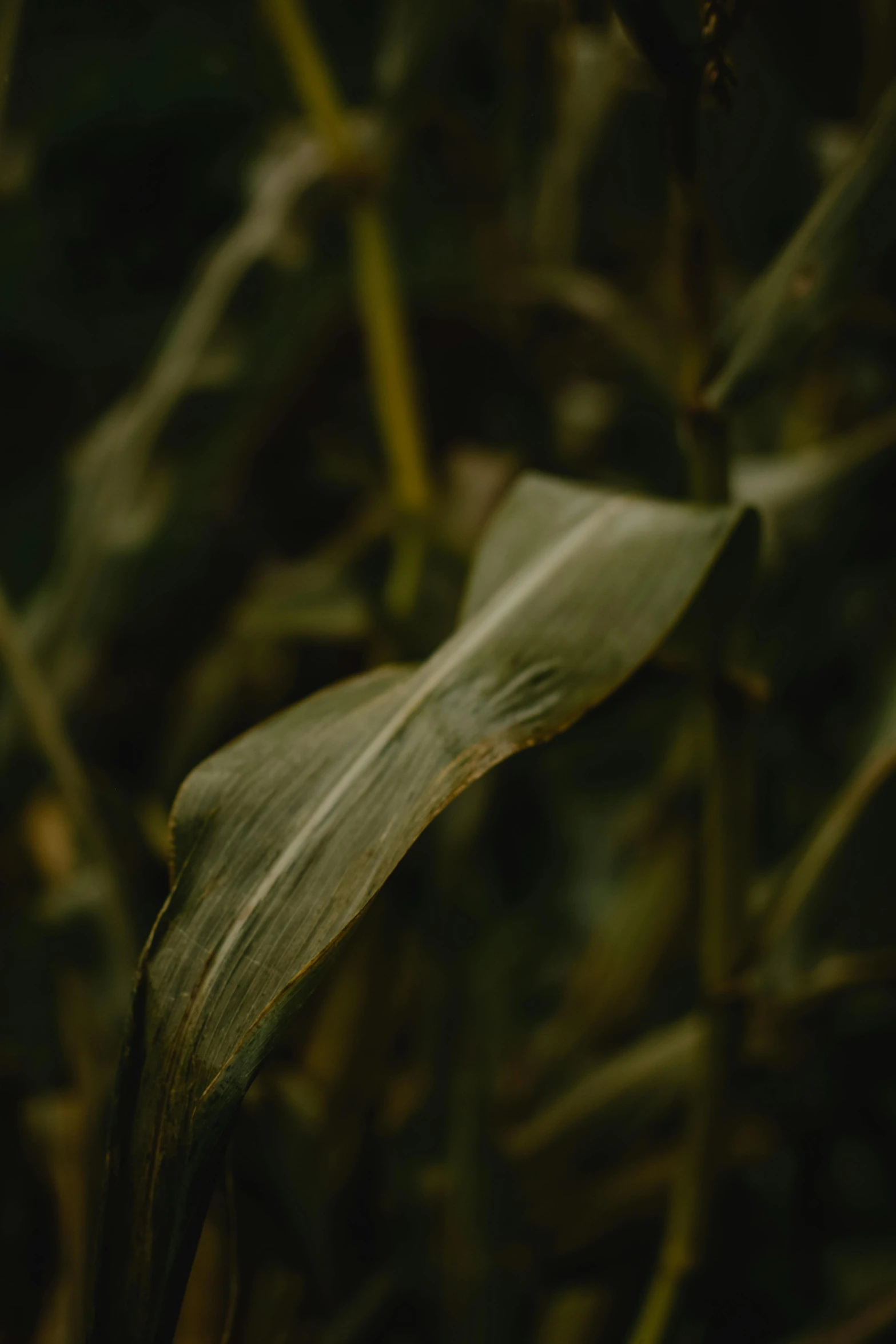 a yellow flower sitting on top of a green plant, a picture, by Attila Meszlenyi, unsplash, renaissance, corn, photographed on damaged film, by emmanuel lubezki, autumn