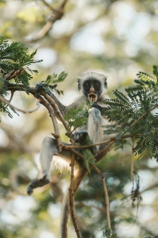 a monkey sitting on top of a tree branch, in africa, slide show, fan favorite, licking out