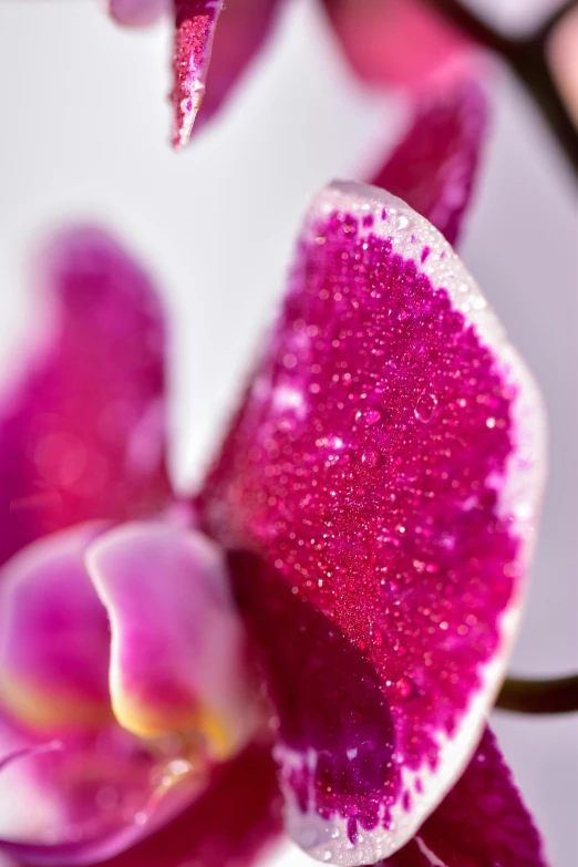 a close up of a flower with pink petals, a macro photograph, by Doug Ohlson, orchid made of mother of pearl, glitter, magenta, detailed product shot