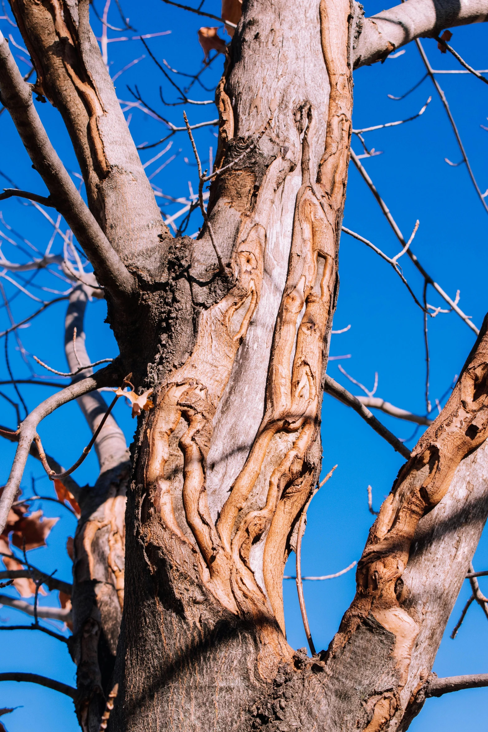 a bare tree with a blue sky in the background, an album cover, inspired by Patrick Dougherty, trending on pexels, close - up of the faces, bones and veins, medium close up shot, a wooden