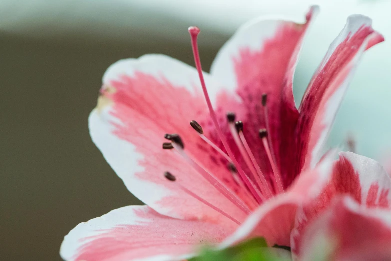 a close up of a pink and white flower, unsplash, ready to eat, indoor picture, almond blossom, rubrum lillies