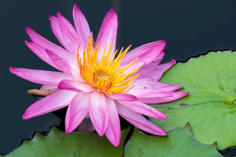 a pink flower sitting on top of a green leaf, water lilies, ben watts, botanic garden, multicoloured