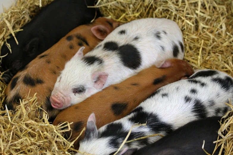 a group of pigs laying on top of a pile of hay, an album cover, pixabay, white with chocolate brown spots, puppies, high angle close up shot, thumbnail